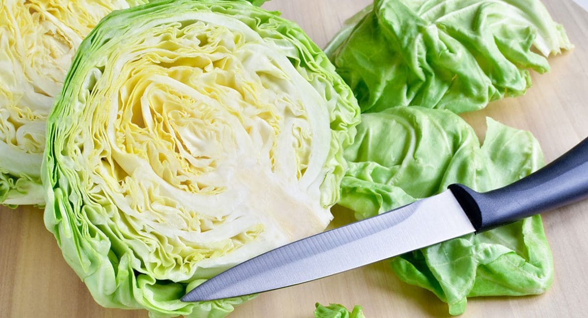 Frozen Cabbage For Mastitis at Gregory Temples blog