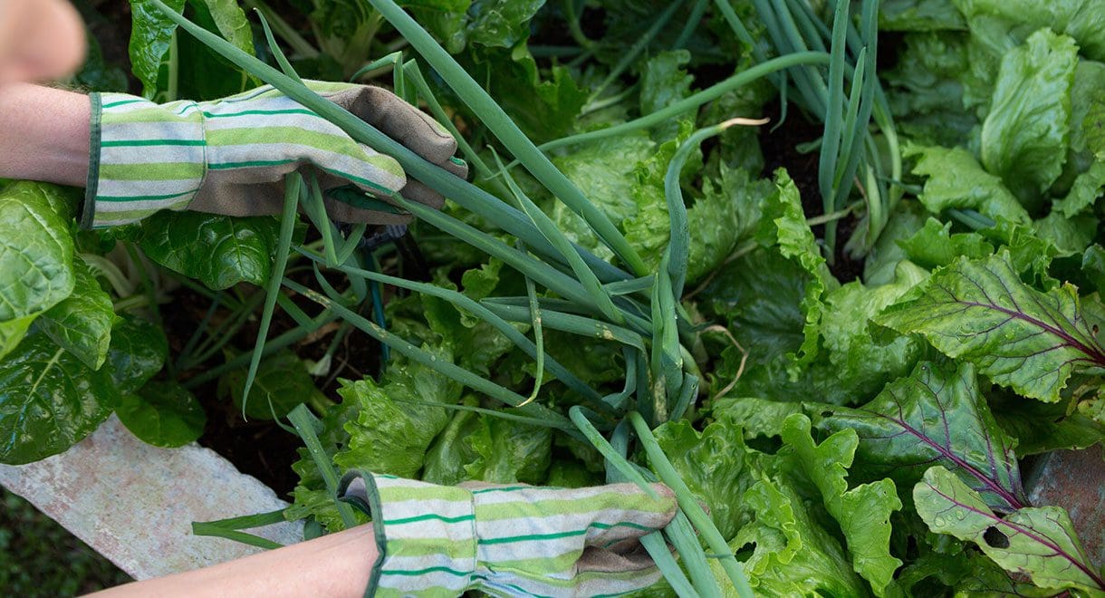 gloved hands picking green vegies